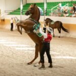 Club Hípico El Ranchito: Espectáculo andaluz de caballos y flamenco