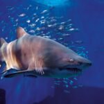 Acuario de Sevilla: Entrada