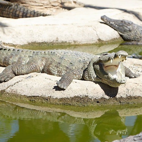 Crocodile Park Torremolinos: Entrada