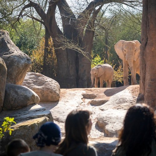 Bioparc Valencia: Entrada de acceso rápido