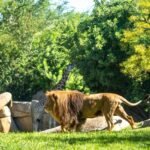 Bioparc Valencia: Entrada de acceso rápido