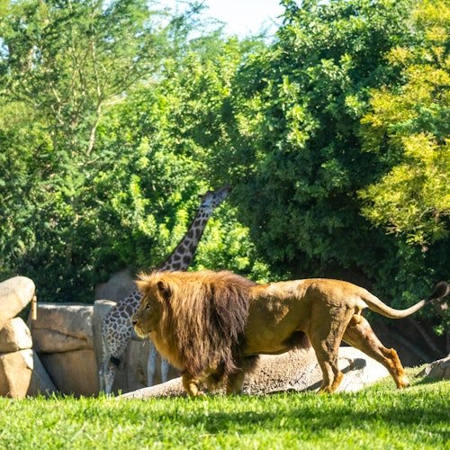 Bioparc Valencia: Entrada de acceso rápido