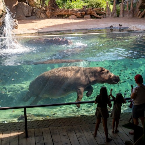 Bioparc Valencia: Entrada de acceso rápido