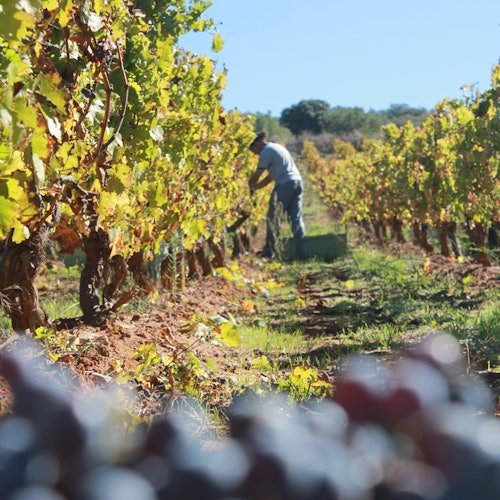 Doña Felisa Winery: Guided tour and wine tasting or meal