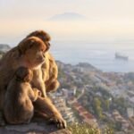 Gibraltar y Mijas: excursión guiada de día completo desde Málaga
