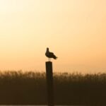 Albufera: Excursión guiada de un día desde Valencia + Paseo en barco