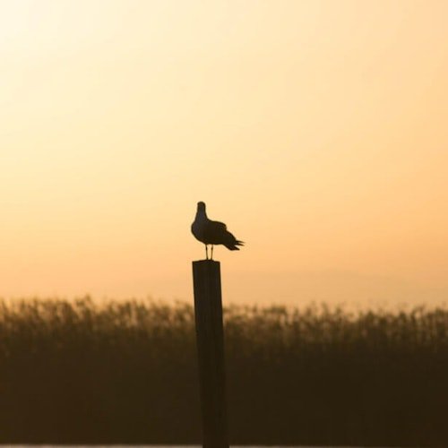 Albufera: Excursión guiada de un día desde Valencia + Paseo en barco