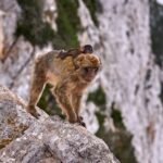 Gibraltar y Mijas: excursión guiada de día completo desde Málaga