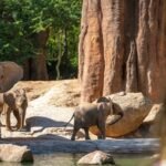 Bioparc Valencia: Entrada de acceso rápido