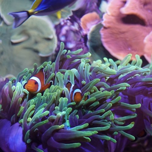 Acuario de Sevilla: Entrada