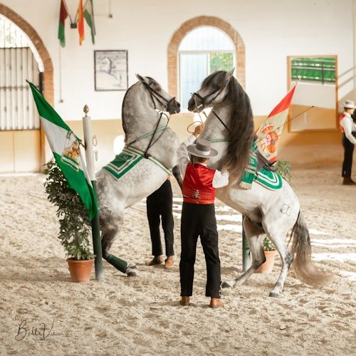 Club Hípico El Ranchito: Espectáculo andaluz de caballos y flamenco