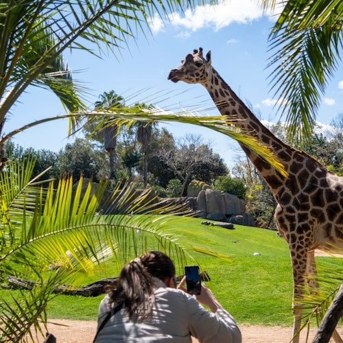 Bioparc Valencia: Entrada de acceso rápido