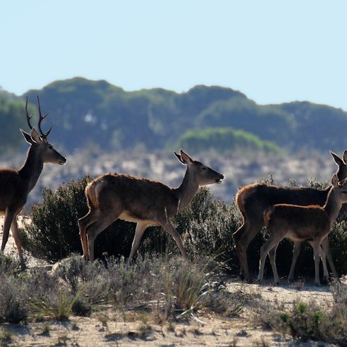 Parque Nacional de Doñana y El Rocío: Excursión de un día desde Sevilla