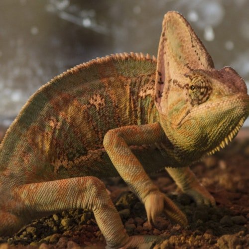 Crocodile Park Torremolinos: Admission