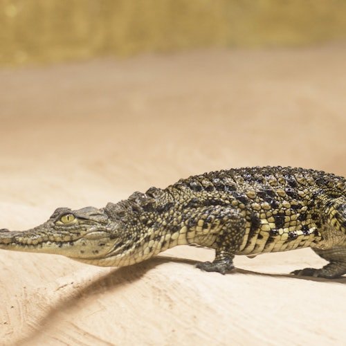 Crocodile Park Torremolinos: Admission