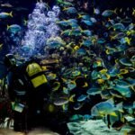 Oceanogràfic, Museo de las Ciencias y Hemisfèric: Entrada